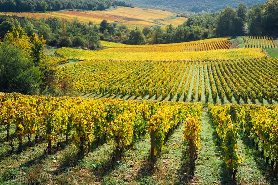 Photographie couleur de vignes d'un transformateur de fruits en Bourgogne